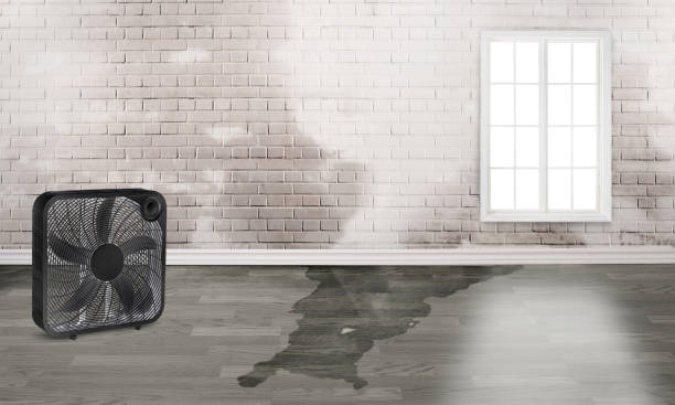 Best Carpet water damage restoration  in Grand Bay, AL